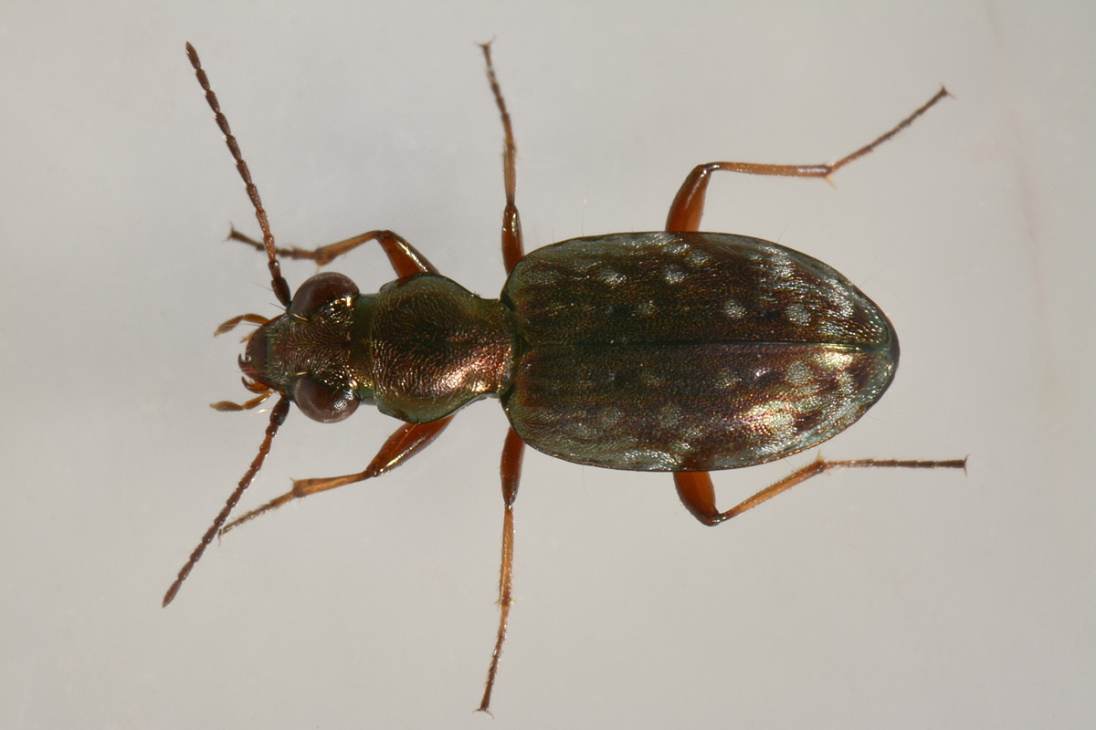 Carabidae: Asaphidion pallipes? S.